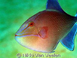 Juvenile triggerfish taken at the campsite in Ras Mohamed... by Nikki Van Veelen 